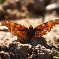 бабочки весны 2019   3 :: Александр Прокудин