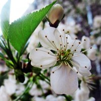 Цветок вишни :: Лариса 