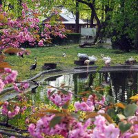 Розовая красота в калининградском зоопарке :: Татьяна Копосова