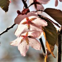 Японская весна в Питере... :: Евгений Яхим