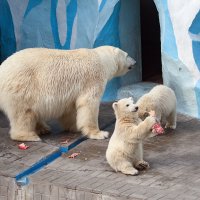 *** :: Владимир Габов