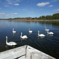 Лебеди на Городищенском озере :: BoxerMak Mak