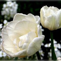 Белые тюльпаны :: Ольга Митрофанова