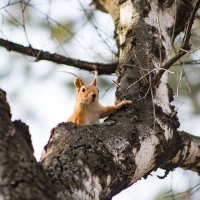 5381 :: Аркадий Лаптенко