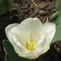 Белый тюльпан :: Дмитрий Никитин