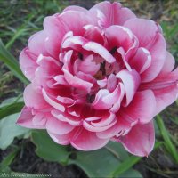Пышная красота тюльпана! :: Ирина 