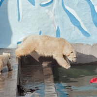 Прыжок в воду... :: Владимир Габов