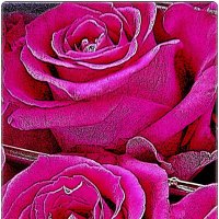 Розовые розы :: Нина Корешкова