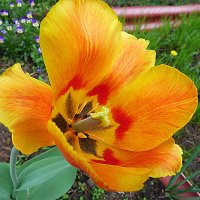 жёлтые тюльпаны... :: александр дмитриев 