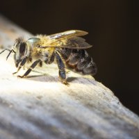 Пчёлы :: Валерий К. 