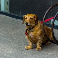 сижу жду... ничего не видел... лишь бы хлеб опять не забыла купить... :: Юрий Шамсутдинов