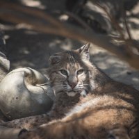 6041 :: Аркадий Лаптенко