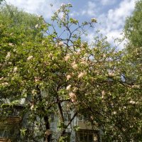 В городе яблони цветут :: BoxerMak Mak
