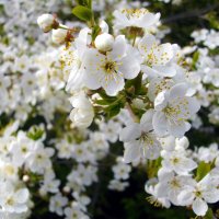 Наша питерская вишня цветёт не хуже японской сакуры! :: Лия ☼