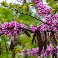 Листья, цветы и плоды Иудина дерева :: Юрий Яловенко