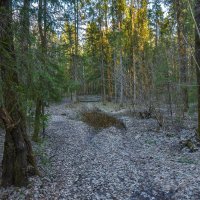 Пргулки в Весеннем Лесу :: юрий поляков