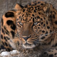 Дальневосточный леопард :: Wild Leo