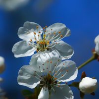 cherry blossom :: Zinovi Seniak