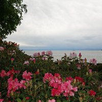 Майнау-остров цветов....дождливо :: Galina Dzubina