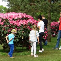 Цветение рододендрона в Краснодаре :: Татьяна Смоляниченко