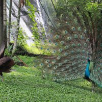 Павлины- брачный сезон, Куала-Лумпурский Парк Птиц, Малайзия :: Andrey Vaganov