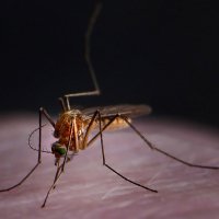 комар-вампир :: alex graf