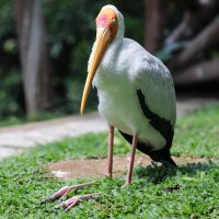 Африканский аист-клювач, Куала-Лумпурский Парк Птиц, Малайзия :: Andrey Vaganov