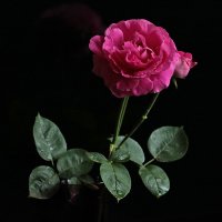 И все-таки роза - королева цветов! :: Светлана 