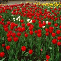 Время цветения тюльпанов очень короткое :: Андрей Лукьянов