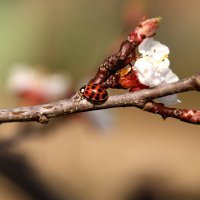 Я зовусь коровкой, что не велика. :: Mila .