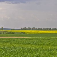 Зелень пшеницы и золото рапсового поля :: Ольга Винницкая (Olenka)