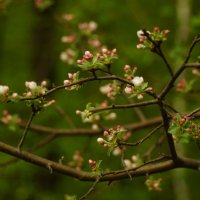 Яблони в цвету — весны творенье... :: Анна Суханова