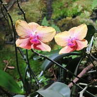 Орхидеи :: Валентина Жукова