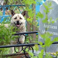 О собачьей верности.. :: Андрей Заломленков