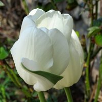 Белый тюльпан с зелёной полосой. :: Милешкин Владимир Алексеевич 