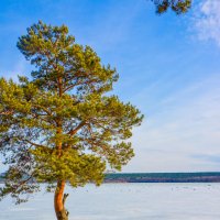 Весенний берег. :: юрий Амосов