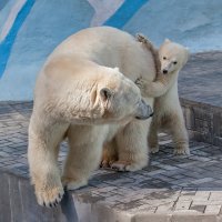 Белые медведи :: Владимир Габов