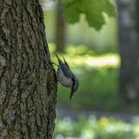 Хлопот полон рот. :: Анатолий. Chesnavik.