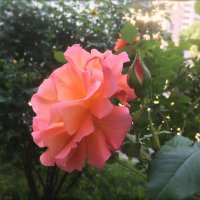 Розовые розы... :: Надежда 