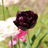 Тюльпанов майское цветение :: Надежд@ Шавенкова
