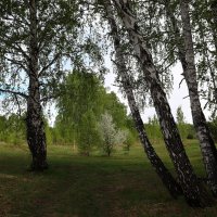 Весенний лес :: Татьяна Котельникова