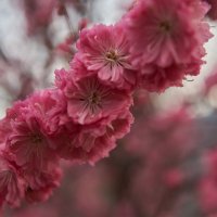 spring blossom :: Ирина Секачева