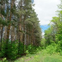 О лесных прогулках в мае.. :: Андрей Заломленков