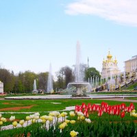 В Петергофе сплошь фонтаны и цветущие тюльпаны! :: Лия ☼