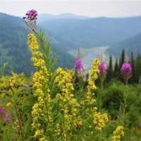 Цветы в горах :: Сергей Чиняев 