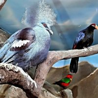 Венценосный голубь и попугаи :: Ольга Довженко