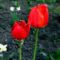 Алые тюльпаны. :: Мила Бовкун