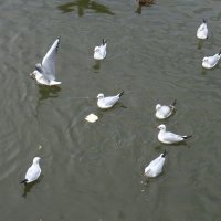 Чайки на реке Темерник :: Татьяна Р 