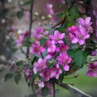 Лучше нету того цвету, когда яблоня цветет... :: Анна Суханова