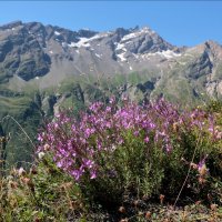Высокогорная флора альпийского Приэльбрусья. :: Александр Алексеенко